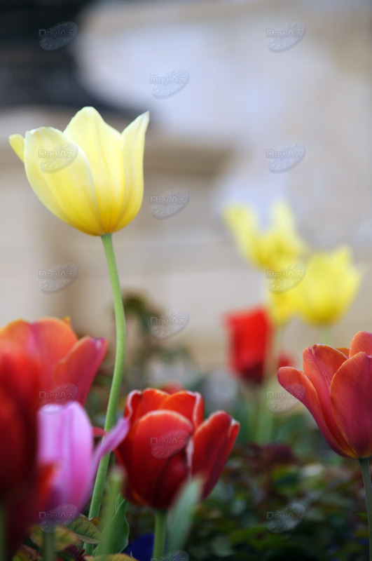Gül-çiçəkli Bakı - FOTOSESSİYA