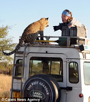 Leopard fotoqrafı yaman qorxutdu - FOTO