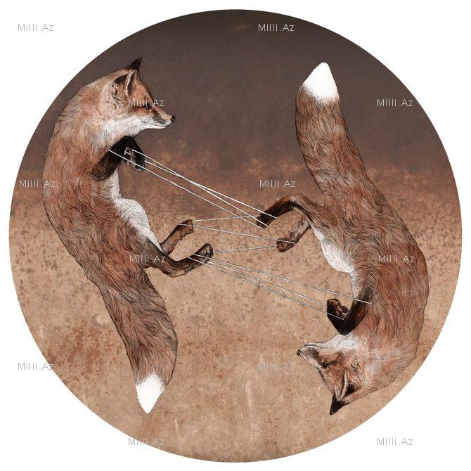 Göz vuran ayı və saqqallı meymun - FOTO