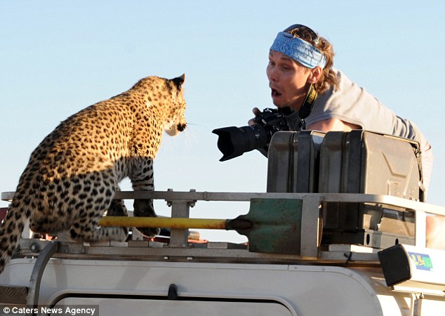 Leopard fotoqrafı yaman qorxutdu - FOTO