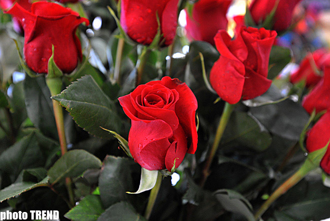 Xanımlar, bayramınız mübarək! - FOTO