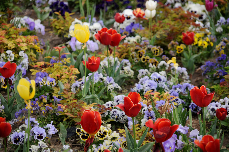 Gül-çiçəkli Bakı - FOTOSESSİYA