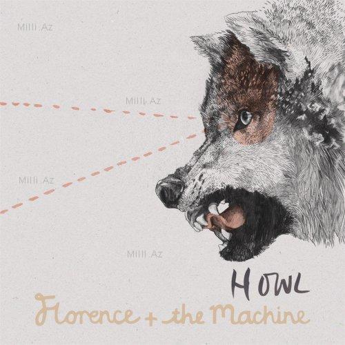 Göz vuran ayı və saqqallı meymun - FOTO