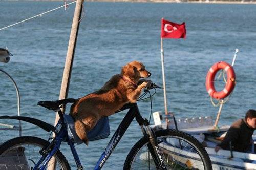 İnternetin ən populyar fotoları - FOTOSESSİYA