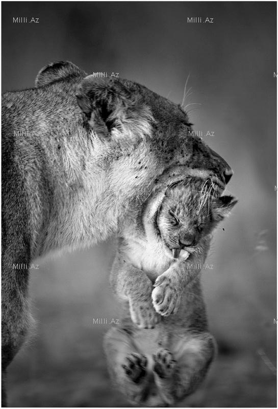 Vəhşi, lakin qayğıkeş ana - FOTOSESSİYA
