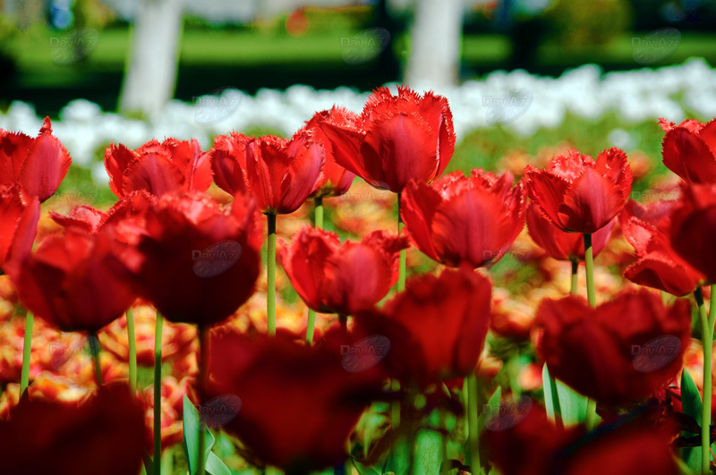 Gül-çiçəkli Bakı - FOTOSESSİYA