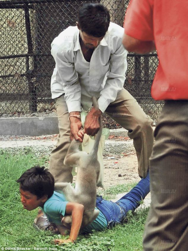 Qorxulu kadrlar: meymun uşağı parçalamaq istədi - FOTO