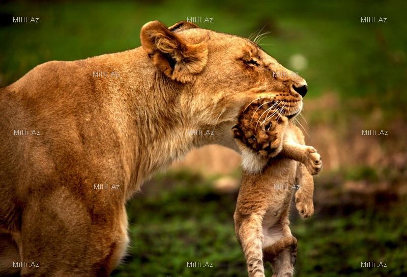 Vəhşi, lakin qayğıkeş ana - FOTOSESSİYA