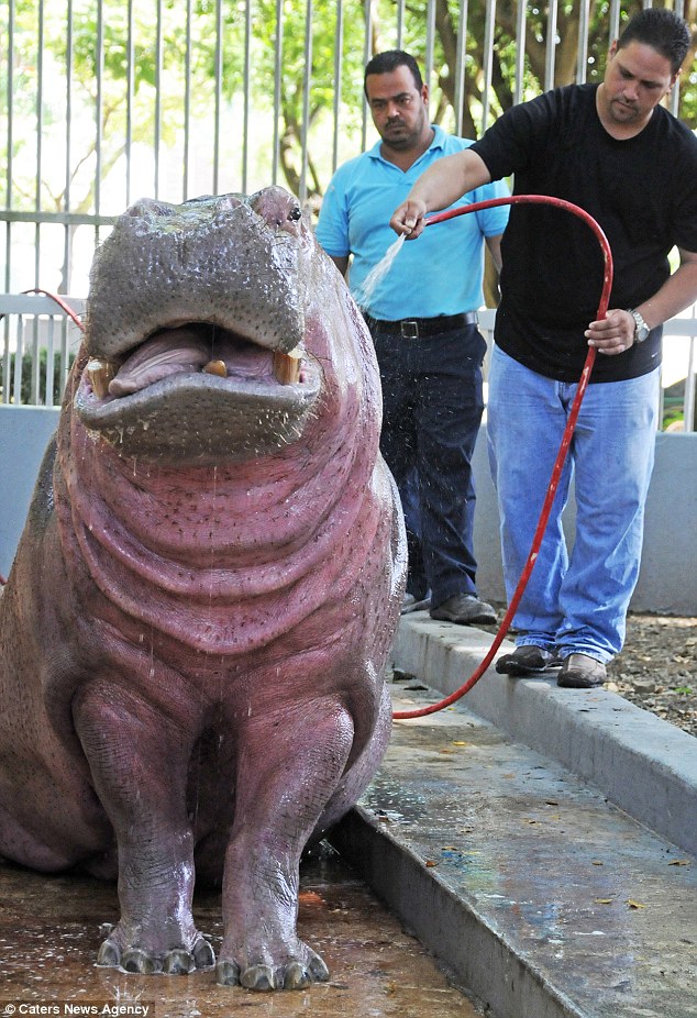 Nəhəngin dişini mişarla kəsdilər - FOTO