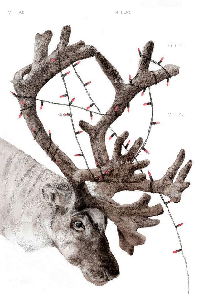 Göz vuran ayı və saqqallı meymun - FOTO