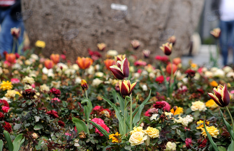 Gül-çiçəkli Bakı - FOTOSESSİYA