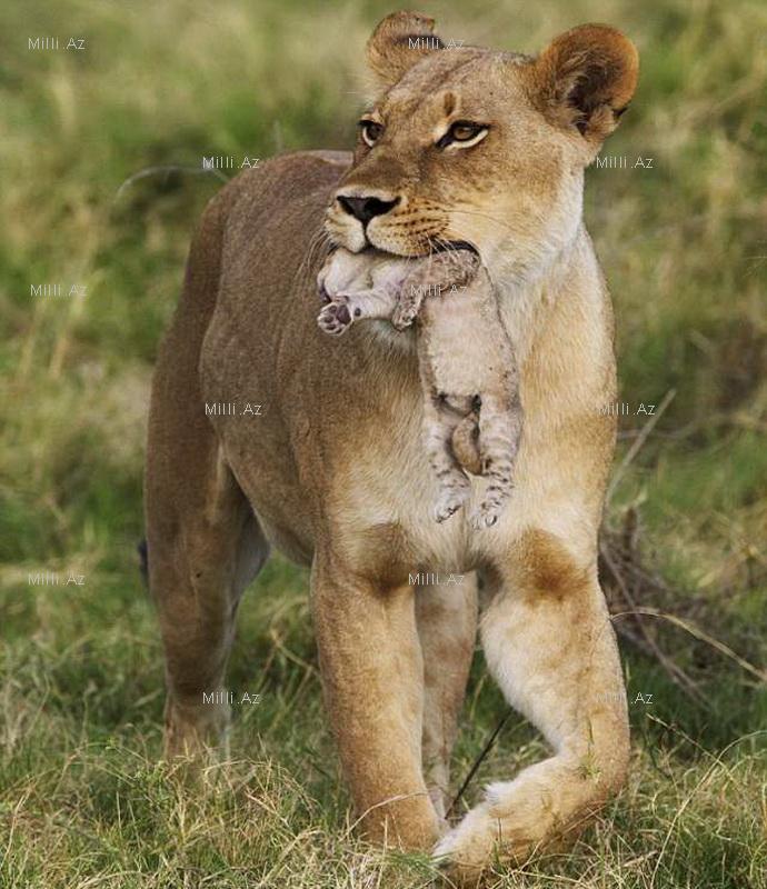Vəhşi, lakin qayğıkeş ana - FOTOSESSİYA