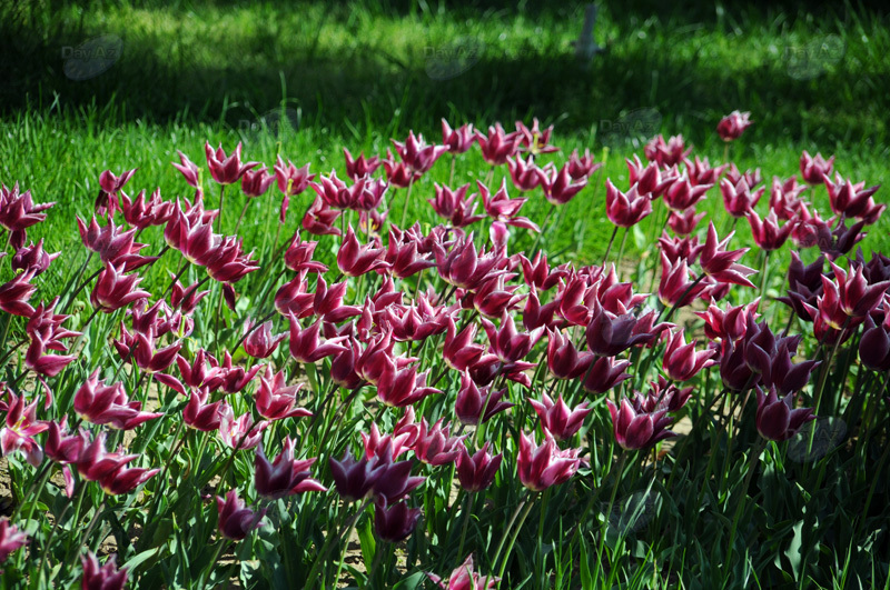 Gül-çiçəkli Bakı - FOTOSESSİYA