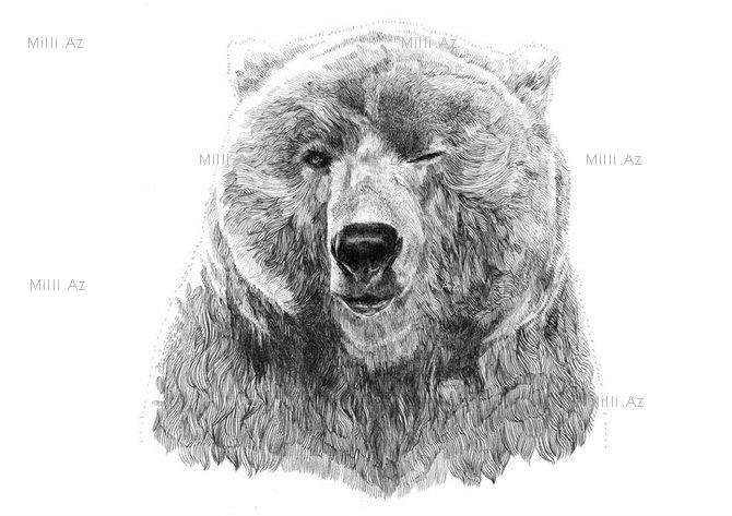 Göz vuran ayı və saqqallı meymun - FOTO