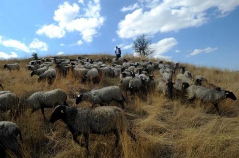Dünyanın ən bahalı qoyun sürüsü - FOTO