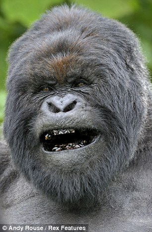 Cəngəlliklərin qorxulu ikiayaqlıları kimsədən çəkinmir - FOTO