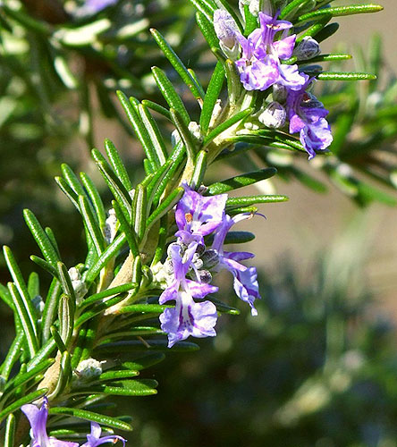 Mətbəx sirləri: Jiqo - FOTO