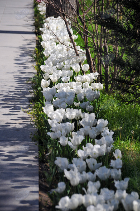 Gül-çiçəkli Bakı - FOTOSESSİYA