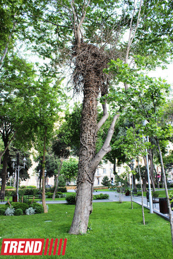Bakının incisi: Filarmoniya bağı - FOTOSESSİYA