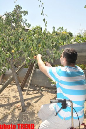 Samuray papağı, meyvəli bağ və ya müğənni Murad Sadıxın rəngarəng yay istirahəti - FOTOSESSİYA