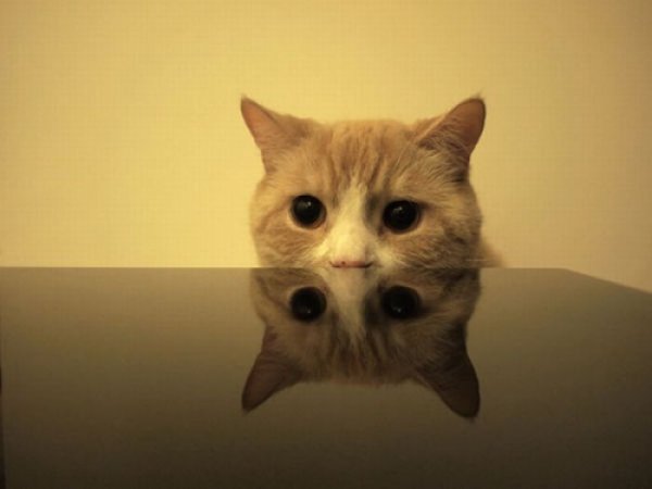 "Səyyada bax, səyyada..." - VİDEO-FOTO