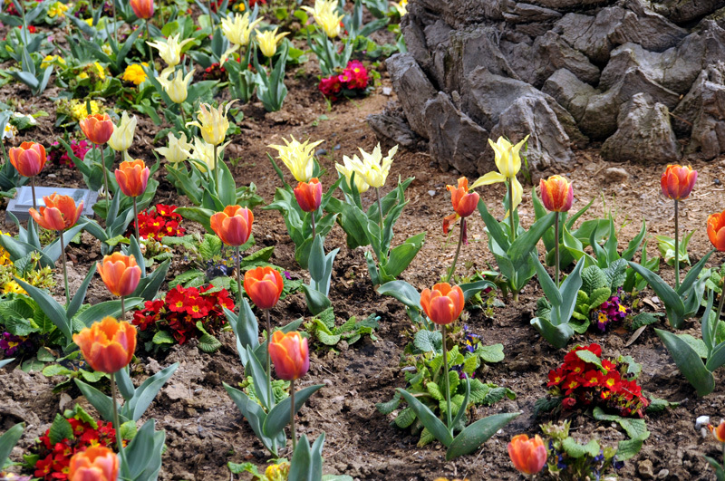 Gül-çiçəkli Bakı - FOTOSESSİYA