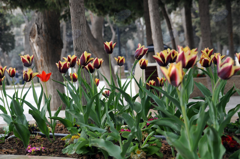 Gül-çiçəkli Bakı - FOTOSESSİYA