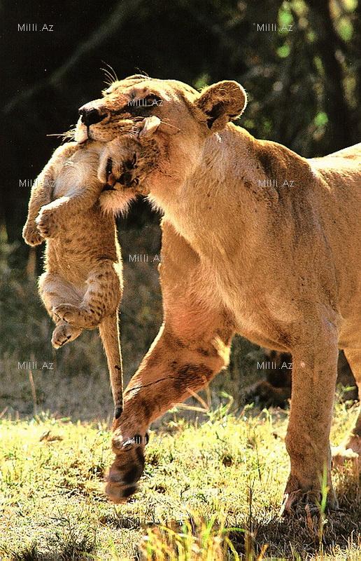 Vəhşi, lakin qayğıkeş ana - FOTOSESSİYA