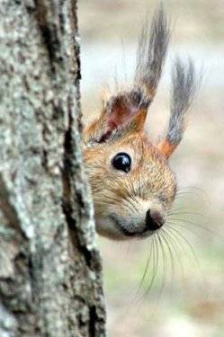 İnternetin ən populyar fotoları - FOTOSESSİYA