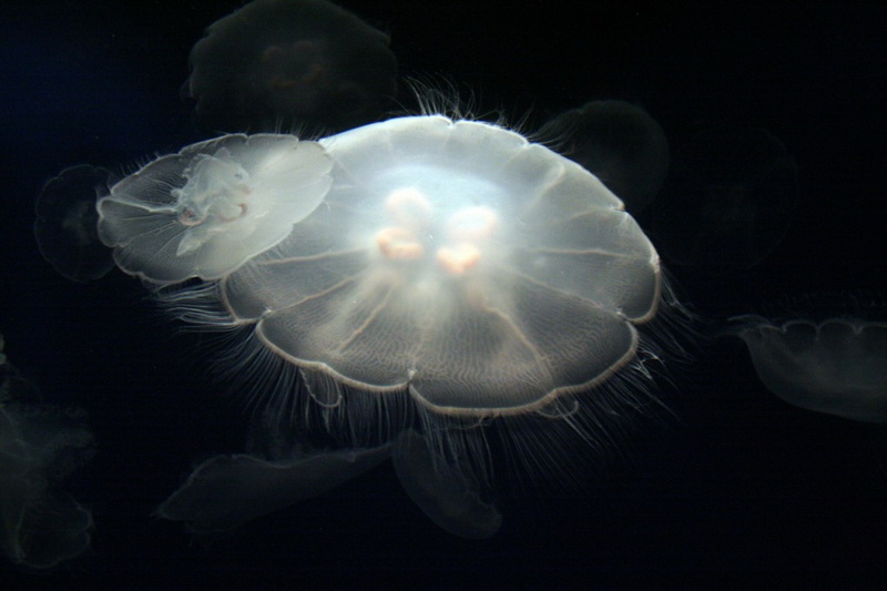 Ən gözəl meduzalar - FOTOSESSİYA