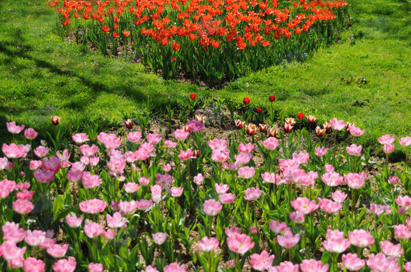 Gül-çiçəkli Bakı - FOTOSESSİYA