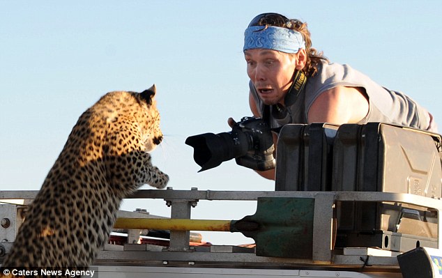 Leopard fotoqrafı yaman qorxutdu - FOTO