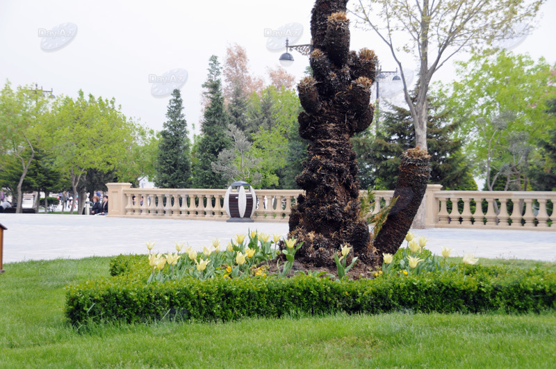 Gül-çiçəkli Bakı - FOTOSESSİYA