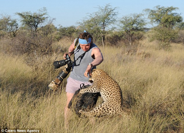 Leopard fotoqrafı yaman qorxutdu - FOTO