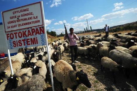 Dünyanın ən bahalı qoyun sürüsü - FOTO
