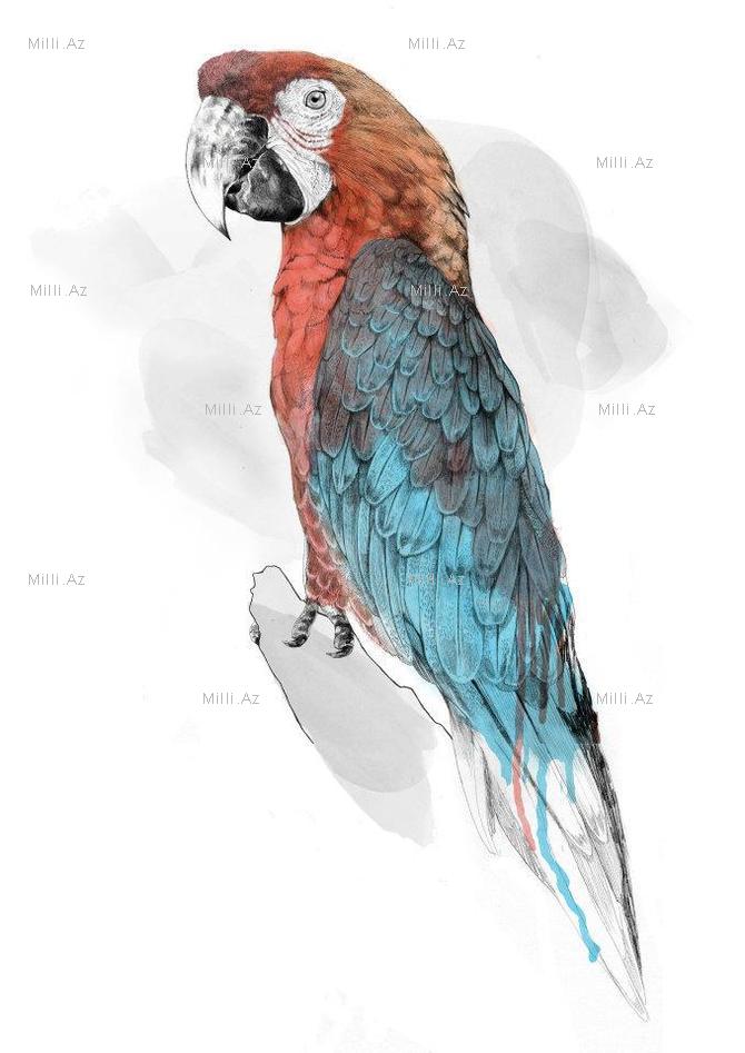 Göz vuran ayı və saqqallı meymun - FOTO