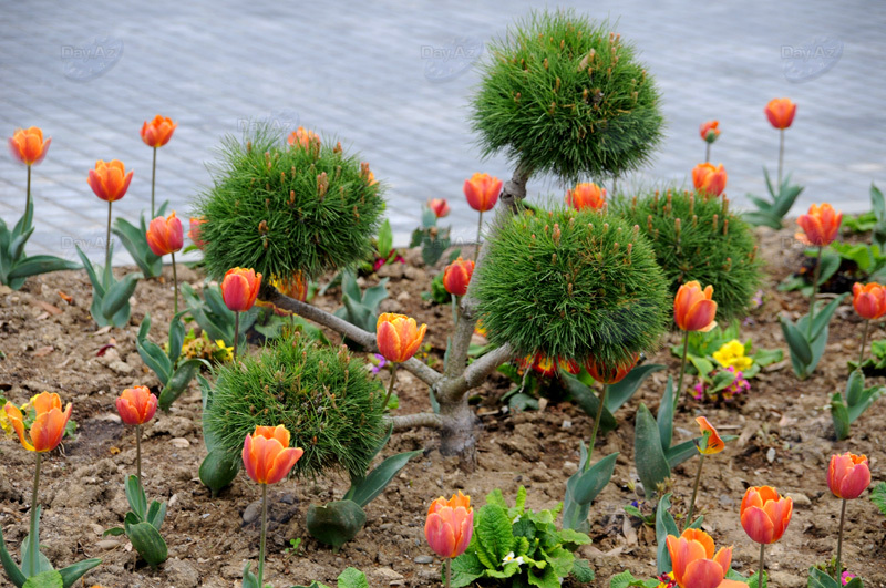 Gül-çiçəkli Bakı - FOTOSESSİYA