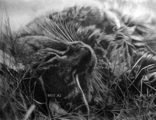 Əllə çəkilmiş fotolar - FOТOSESSİYA