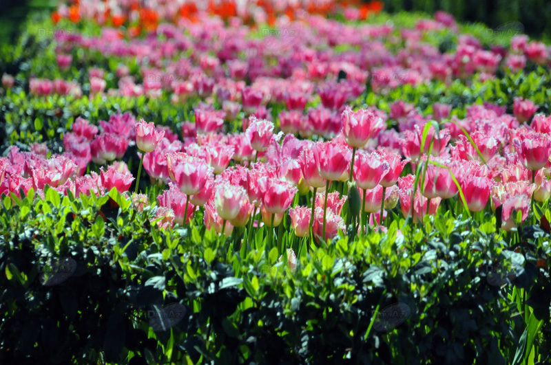 Gül-çiçəkli Bakı - FOTOSESSİYA