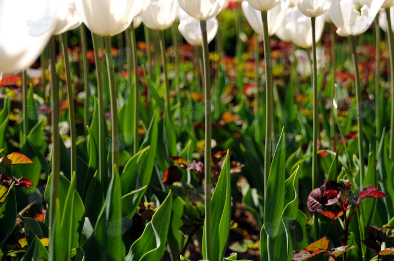 Gül-çiçəkli Bakı - FOTOSESSİYA