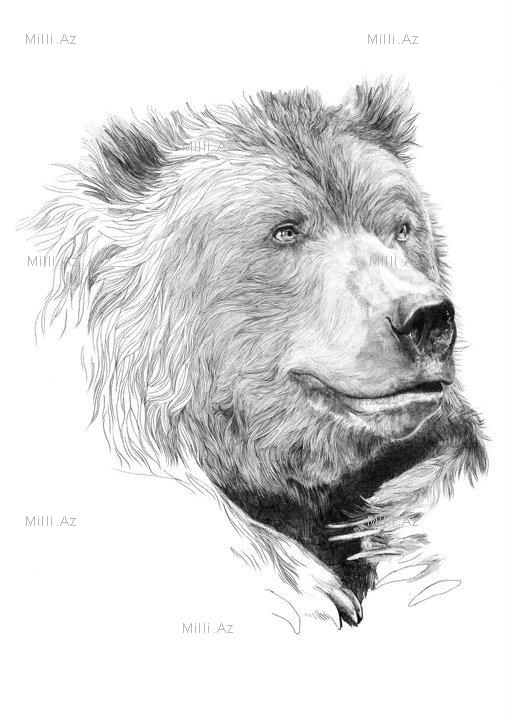 Göz vuran ayı və saqqallı meymun - FOTO