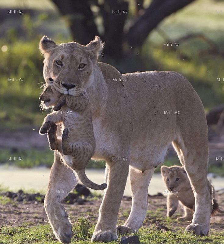 Vəhşi, lakin qayğıkeş ana - FOTOSESSİYA