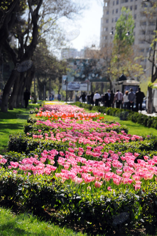 Gül-çiçəkli Bakı - FOTOSESSİYA