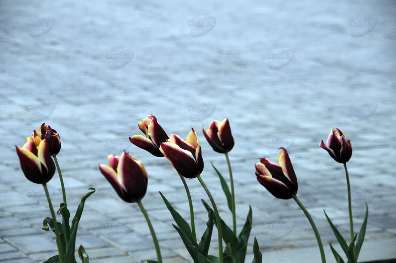 Gül-çiçəkli Bakı - FOTOSESSİYA