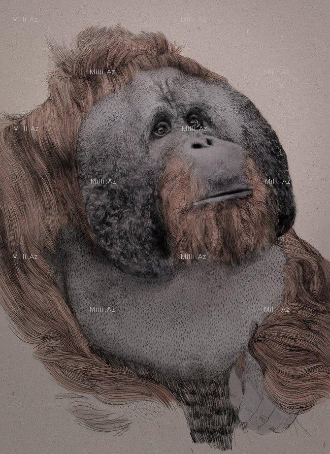 Göz vuran ayı və saqqallı meymun - FOTO