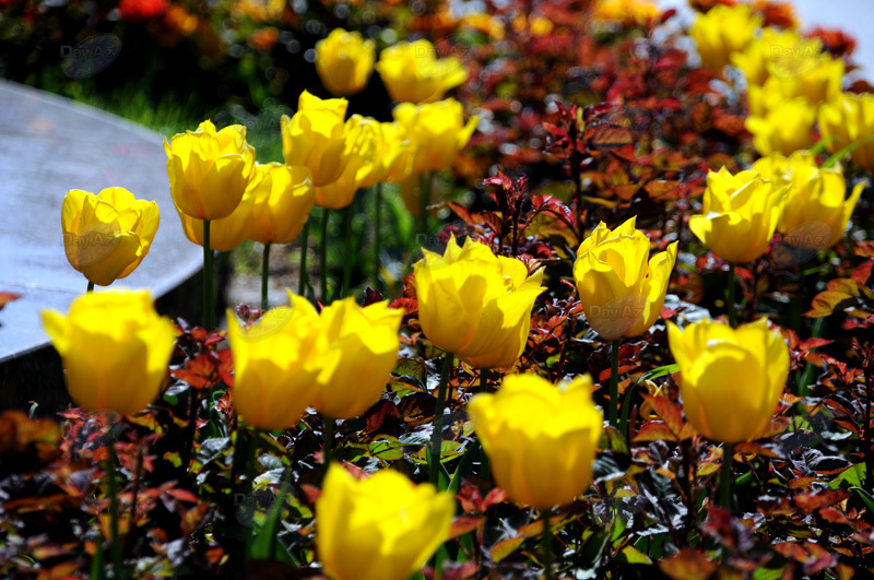 Gül-çiçəkli Bakı - FOTOSESSİYA