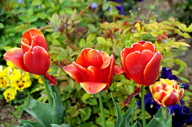 Gül-çiçəkli Bakı - FOTOSESSİYA