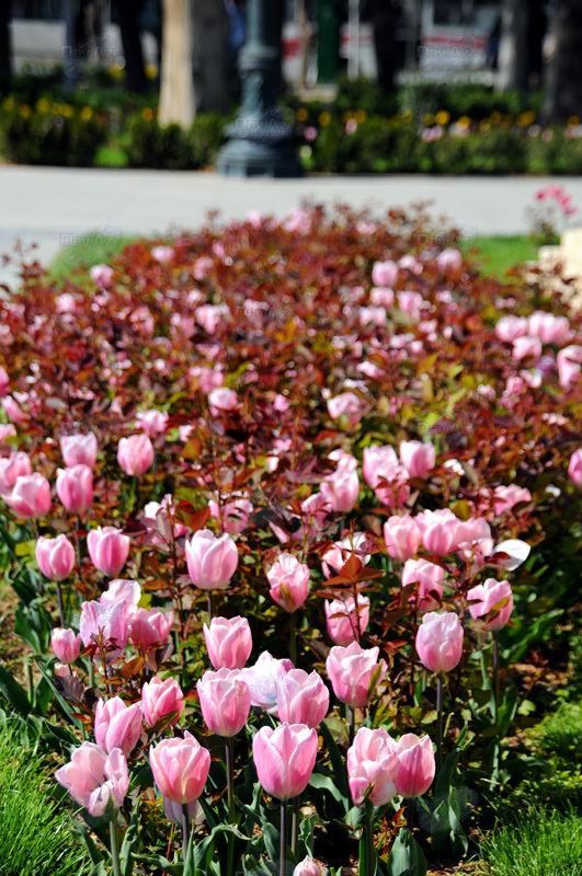Gül-çiçəkli Bakı - FOTOSESSİYA