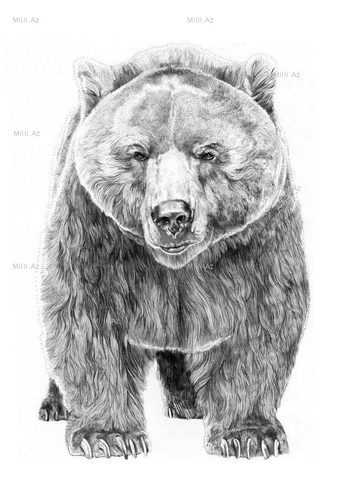 Göz vuran ayı və saqqallı meymun - FOTO