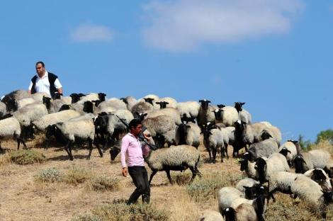 Dünyanın ən bahalı qoyun sürüsü - FOTO